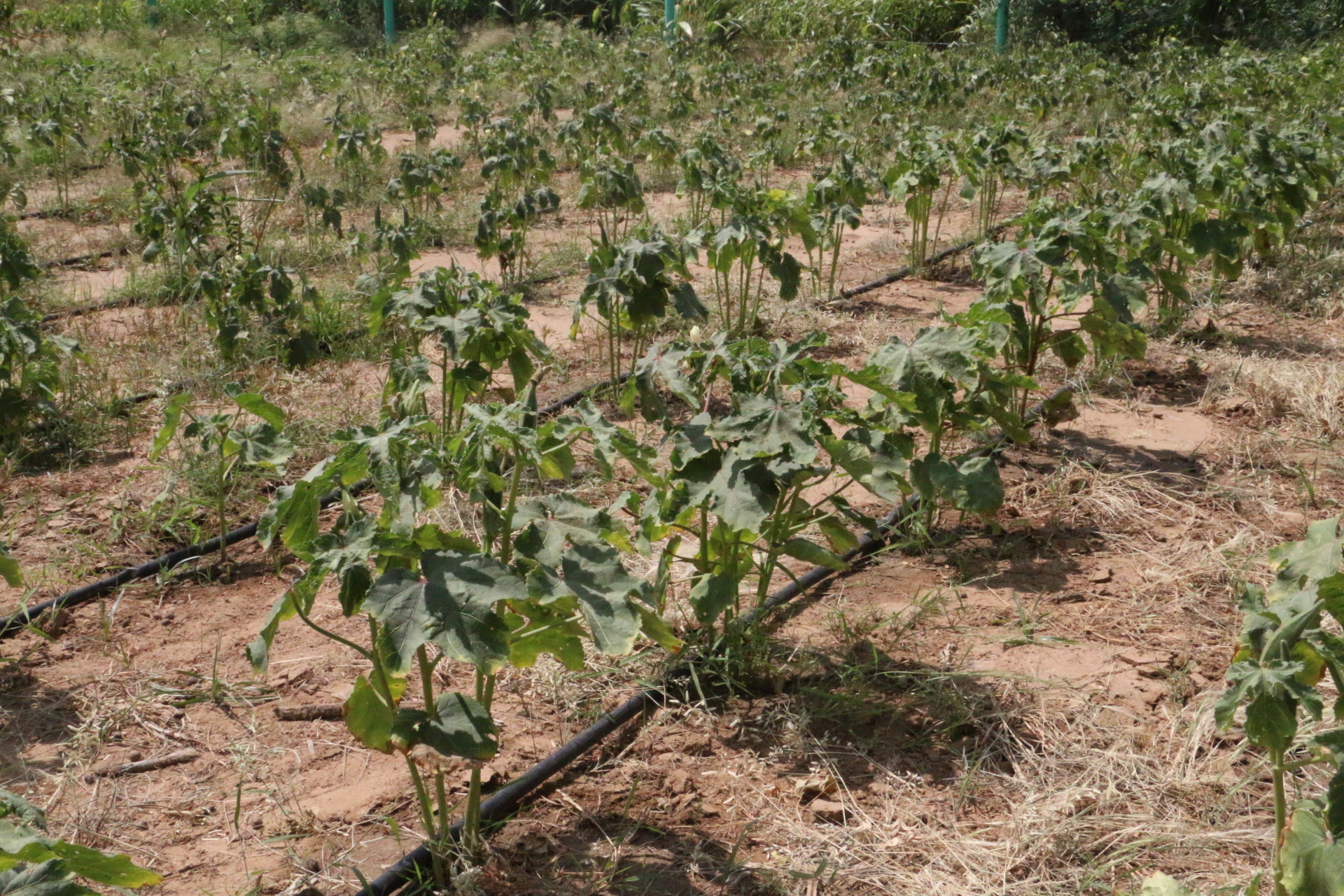 %d9%a2%d9%a0%d9%a1%d9%a6%d9%a0%d9%a9%d9%a2%d9%a7%d9%a1%d9%a3%d9%a5%d9%a3%d9%a2%d9%a3_img_6507