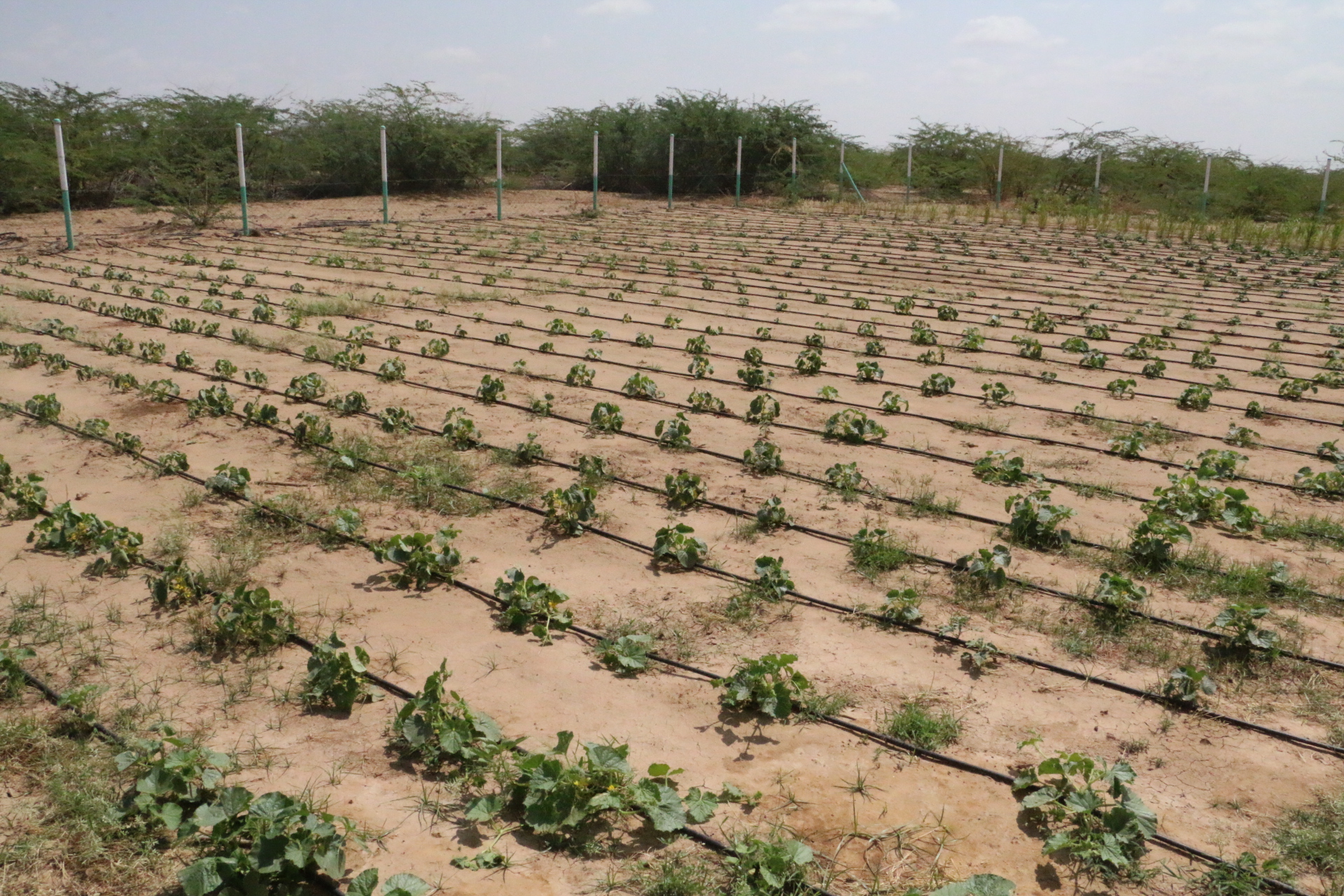 %d9%a2%d9%a0%d9%a1%d9%a6%d9%a0%d9%a9%d9%a2%d9%a7%d9%a1%d9%a3%d9%a5%d9%a7%d9%a0%d9%a3_img_6520